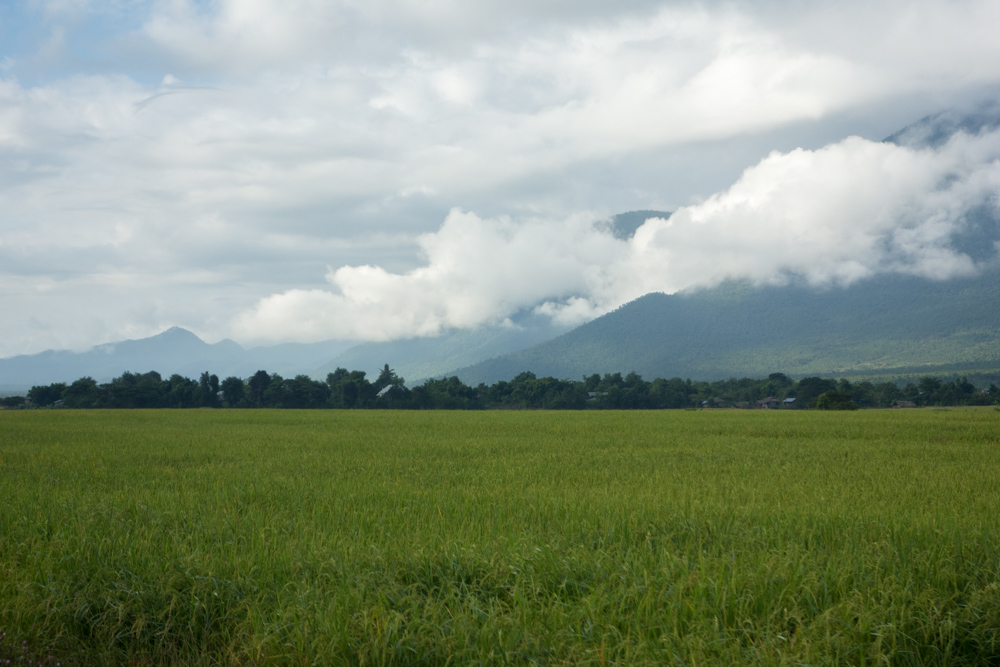 Campos de Myanmar