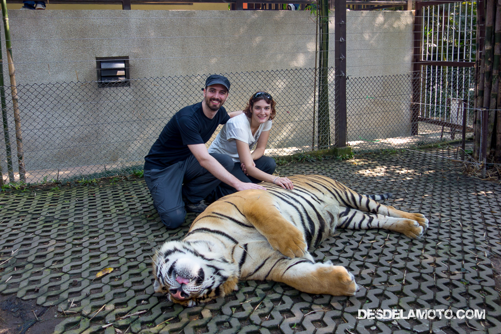 Acariciando tigre.