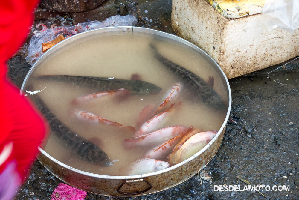 Pescado del mercado